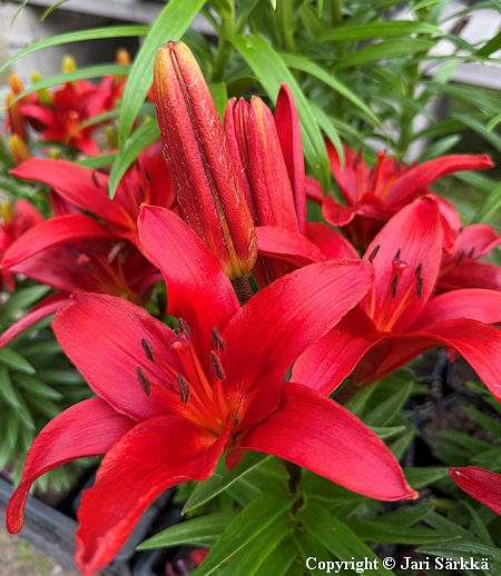 Lilium Hollandicum-Ryhm� 'Blushing Joy', tarhasarjalilja